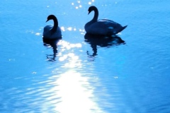 QUI CULTIVE LE MUSÉE? / WER MACHT MUSEUM? 79